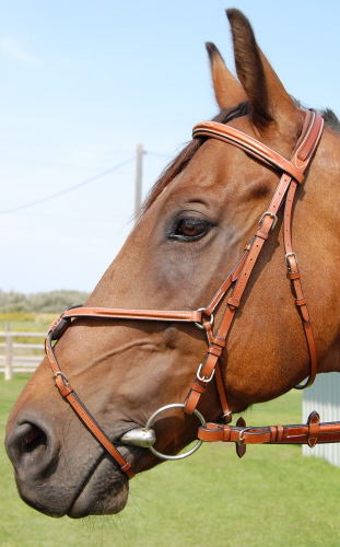 Tolga Figure 8 Bridles